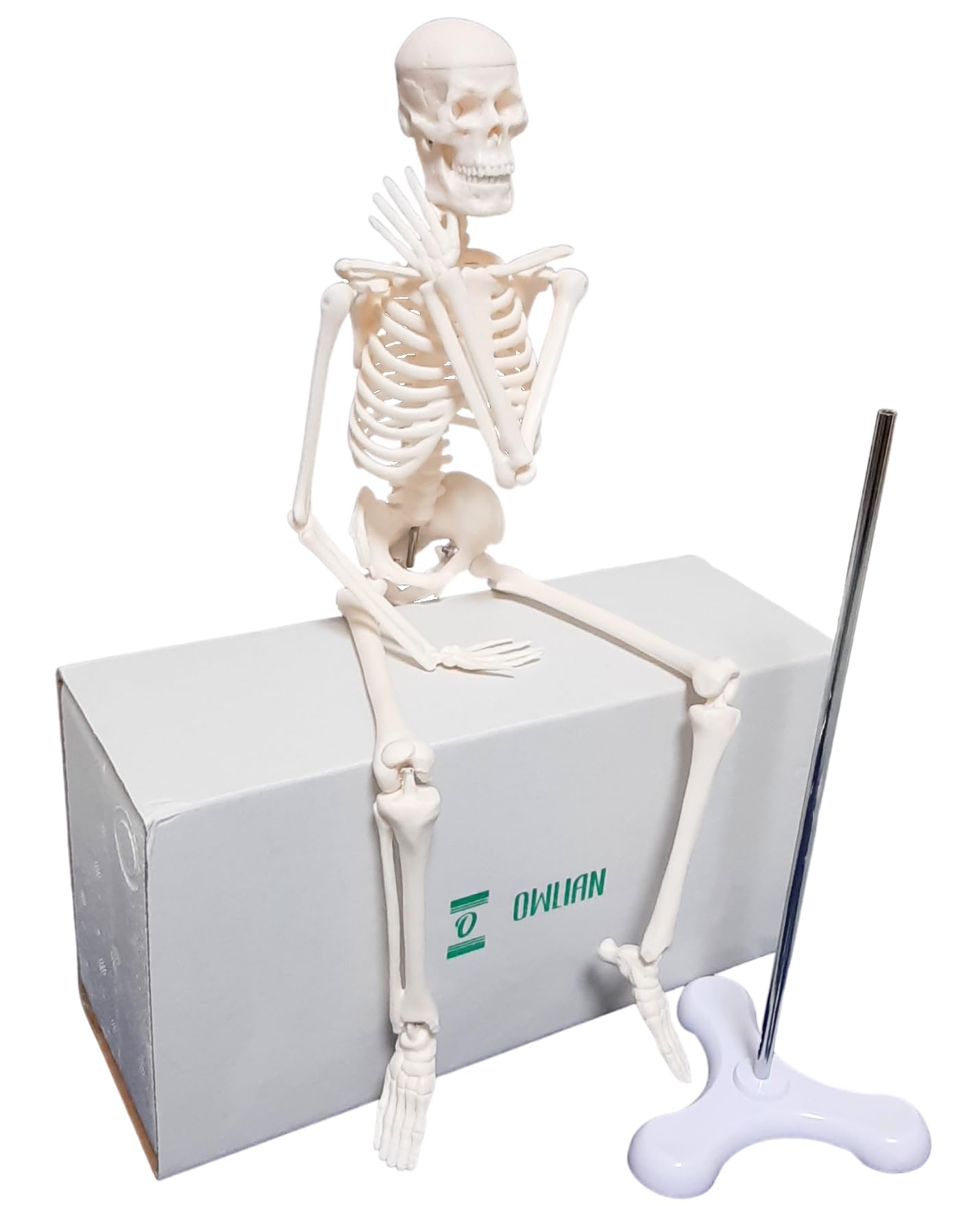 Amazon.co.jp: OWLIAN 1/4サイズ 全身骨格模型 肩関節が自由に動かせる