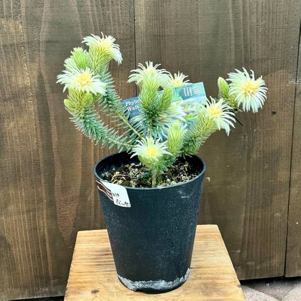 Amazon｜鉢花 観葉植物：フィリカ プベッセンス ワフトフェザー*5号小