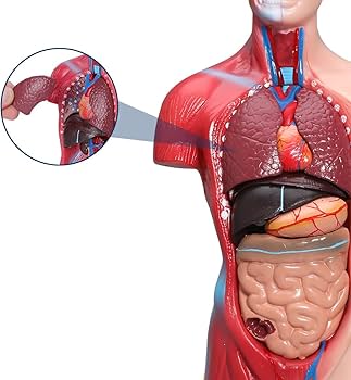 Amazon.co.jp: 人体模型 28cm人間の胴体の解剖学的モデル 教学モデル