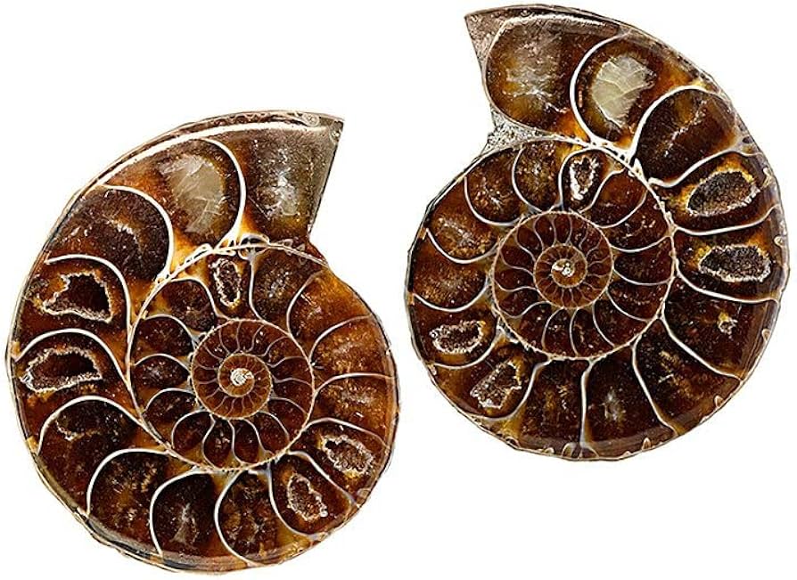 Amazon | SCIENCE 化石標本Pair Ammonites fossils「アンモナイト
