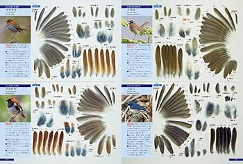 原寸大写真図鑑 羽 増補改訂版 | 叶内拓哉, 高田 勝 |本 | 通販 | Amazon