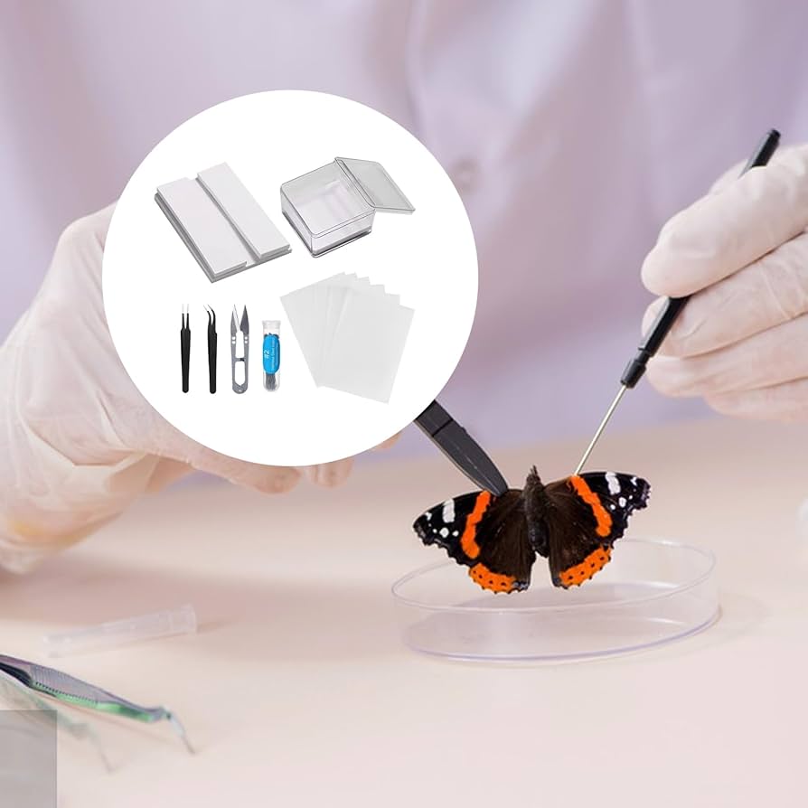 Amazon | 標本ツール 昆虫標本キット 標本作成ツールセット 蝶標本