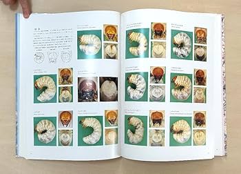 Amazon.co.jp: 日本産クワガタムシ大図鑑 The Lucanid Beetles of Ja