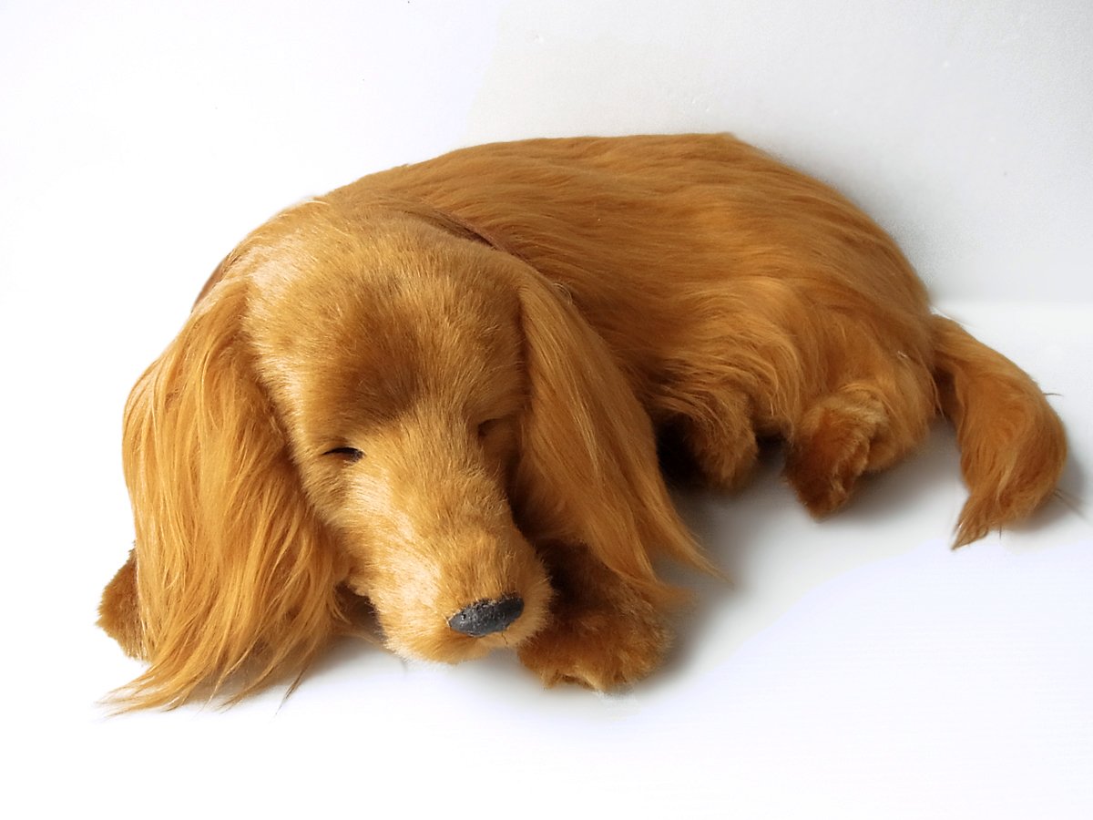 Amazon.co.jp: ニニアンドキノ パーフェクトペット (大サイズ