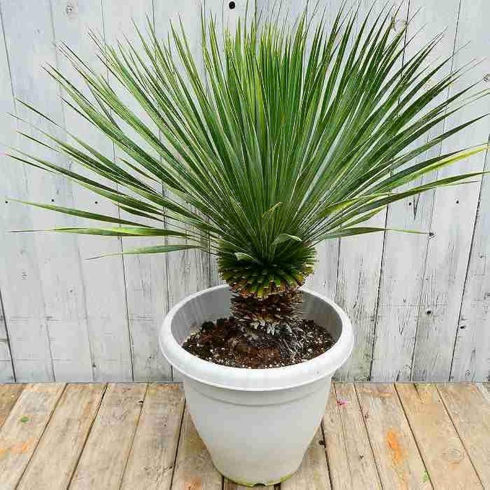 AL423】ユッカ ロストラータ ダブルヘッド 【公式通販】