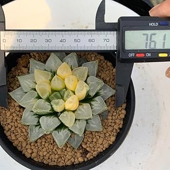 Amazon｜多肉植物 ハオルチア ラブハート錦 大株 サービス｜観葉植物