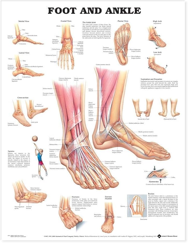Amazon.co.jp: Foot and Ankle Anatomical Chart : Foreign Language Books