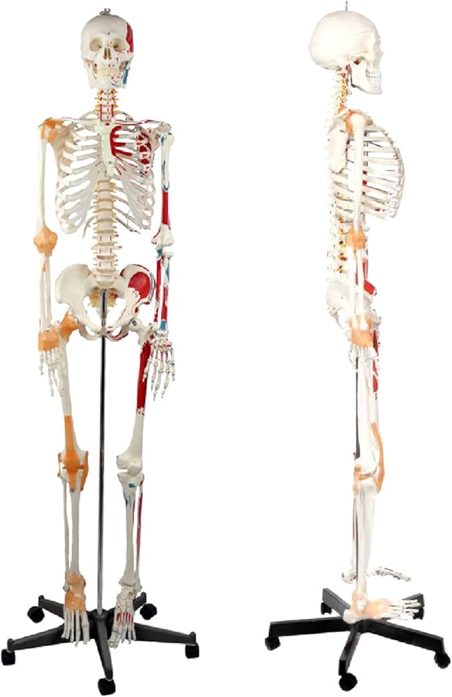 Amazon.co.jp: Kurflo 人体骨格模型 教育用 【176cm】 等身大 人体模型