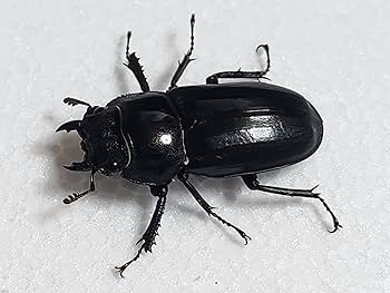 Amazon | アマミシカクワガタ 成虫ペア 45.0mm×32.0mm 国産 離島種（No