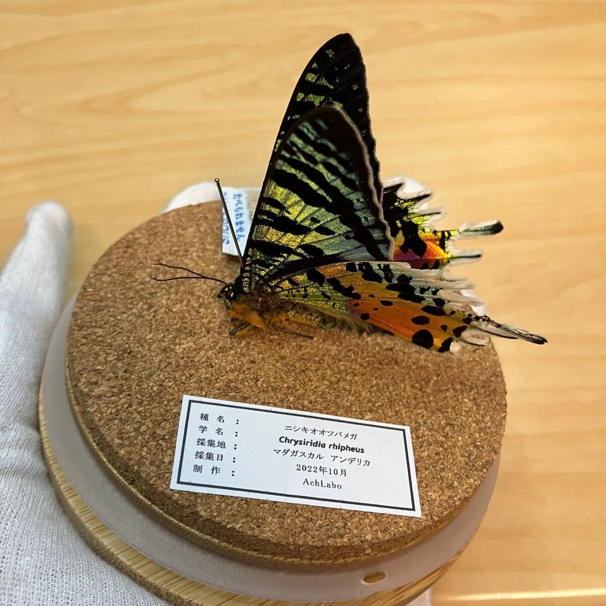 ワンオーナー 大昆虫ガイアマンティス 初期 450デュエルマスターズ 大