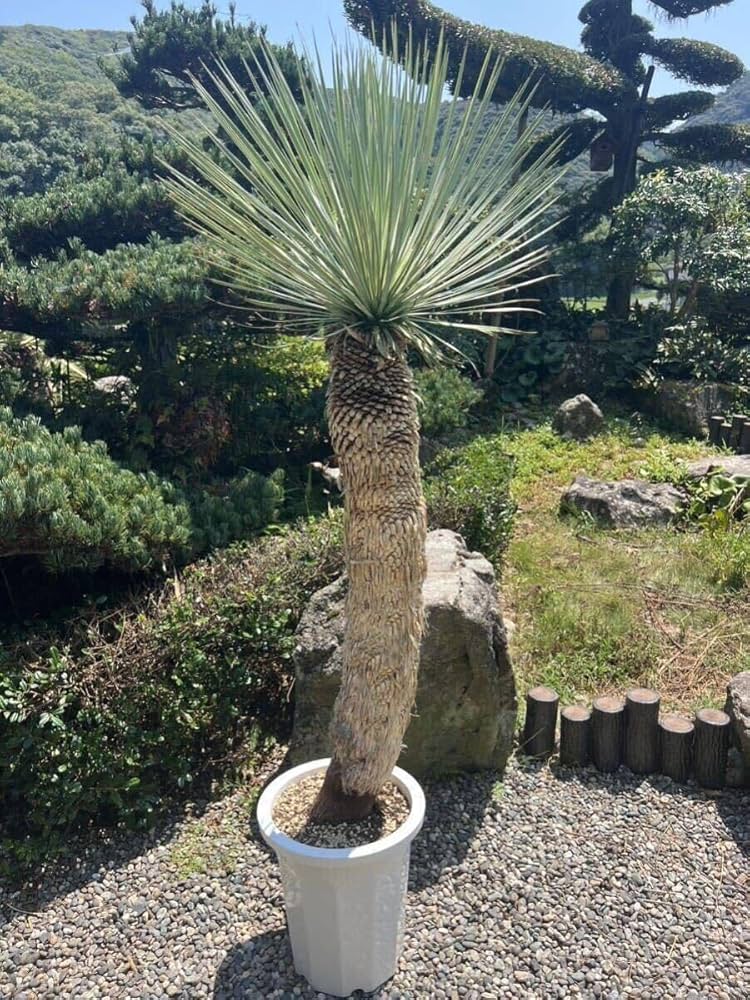 Amazon.co.jp: 2ヘッド 大型 曲がり 1m62cm 太株 ユッカ ロストラータ