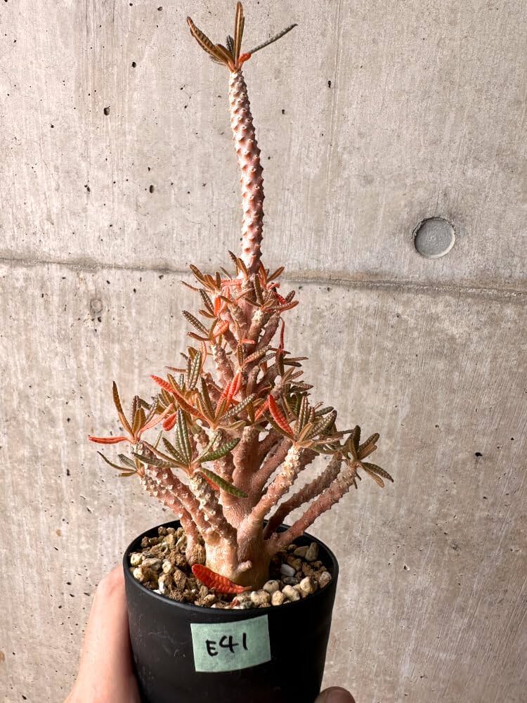 Amazon｜【現品限り】ドルステニア・ギガス ブラータ 挿し木 発根済み