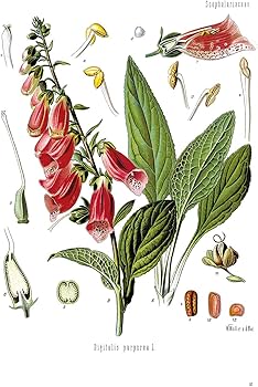 716hRKfyi2S._AC_UF350,