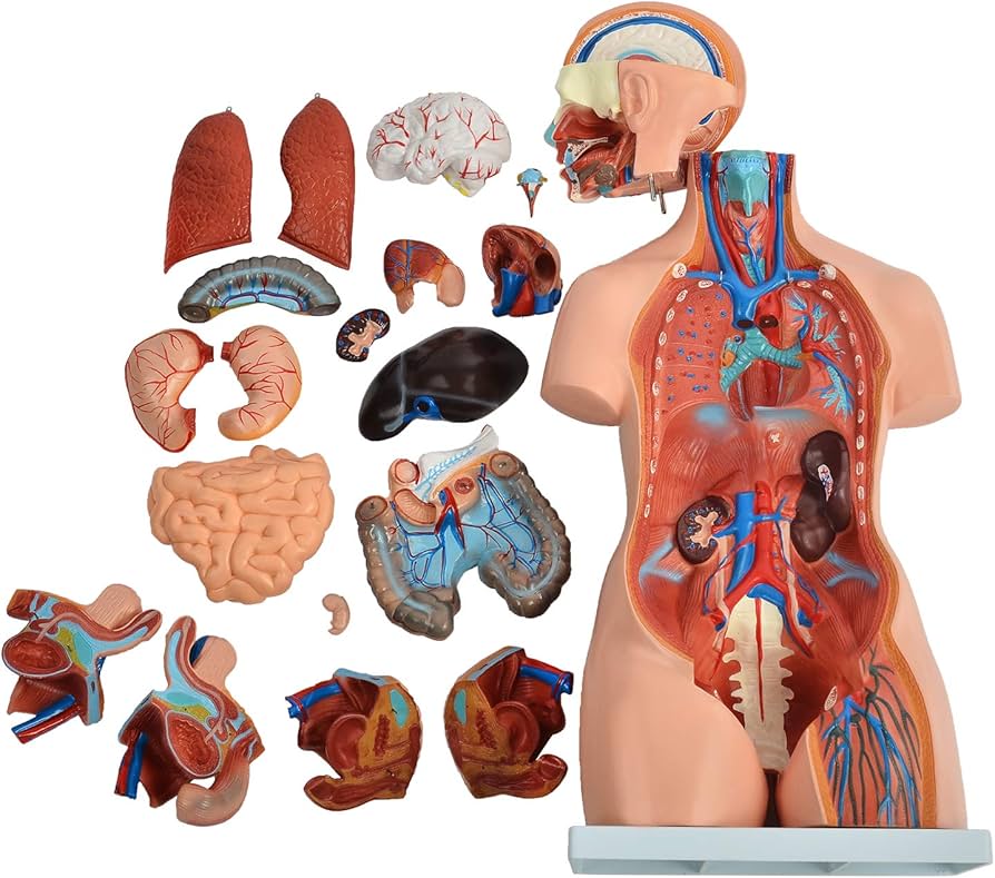 Amazon.co.jp: [JUEKO]人体模型 [全20パーツ 85㎝ 等身大] ユニ