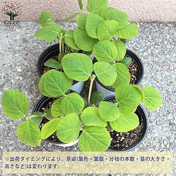 Amazon.co.jp: ITANSE 枝豆の苗 極旨大粒枝豆 9～10.5cmポット
