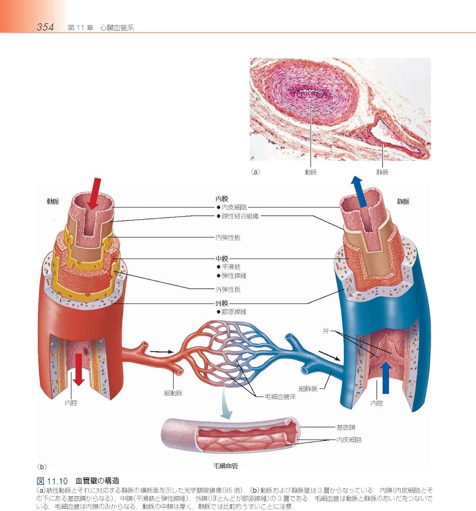 人体の構造と機能 第4版 | 林正 健二 |本 | 通販 | Amazon