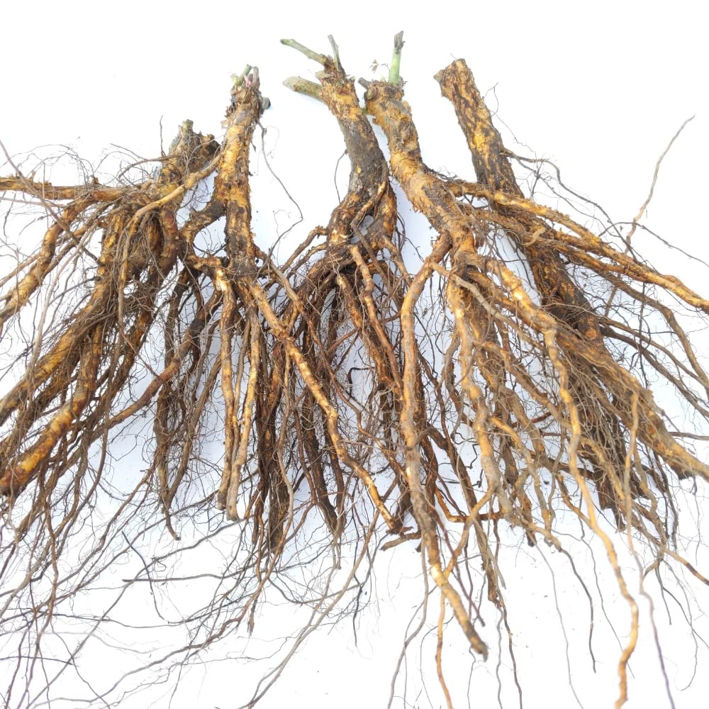 Amazon.co.jp: 《国産Aグレード品 バラ切り接ぎ用台木》 ノイバラ (5本