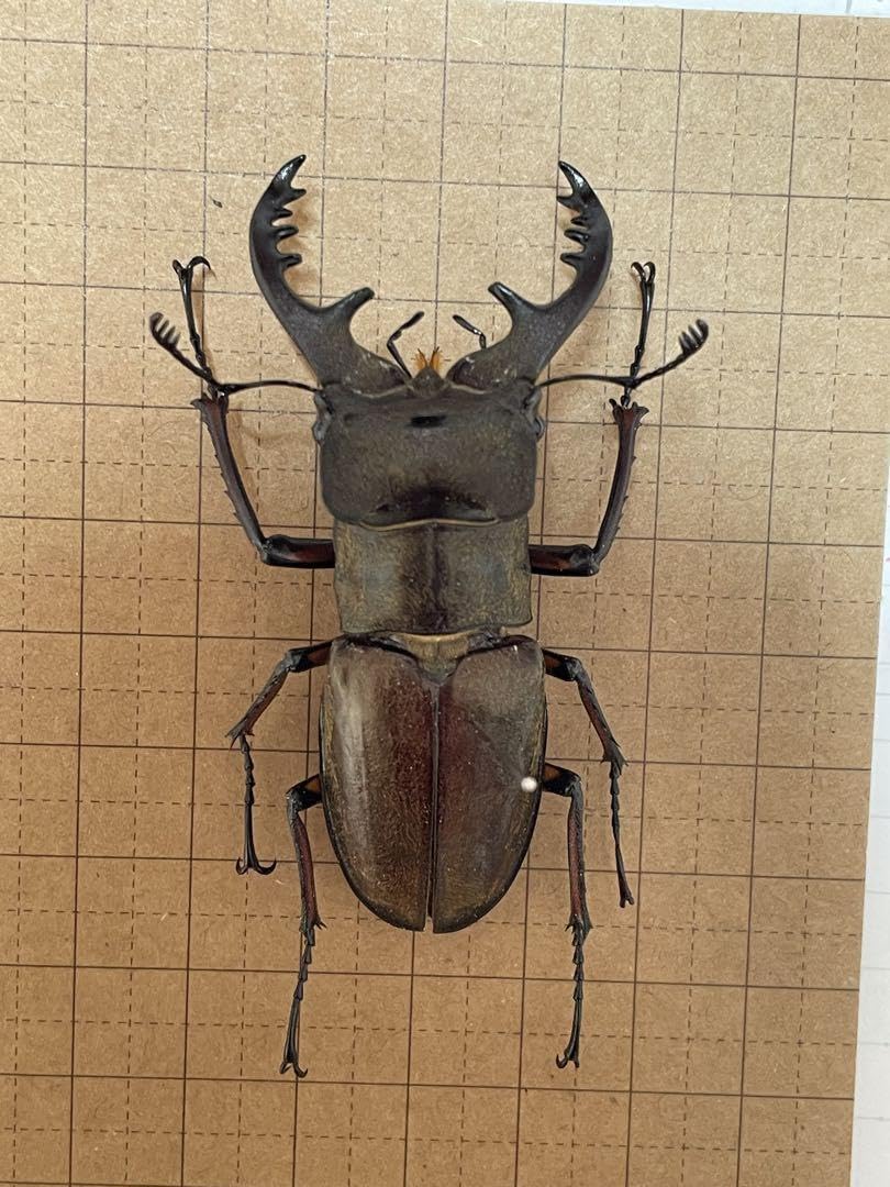 Amazon.co.jp: ミヤマクワガタ 67mm 標本 : ペット用品