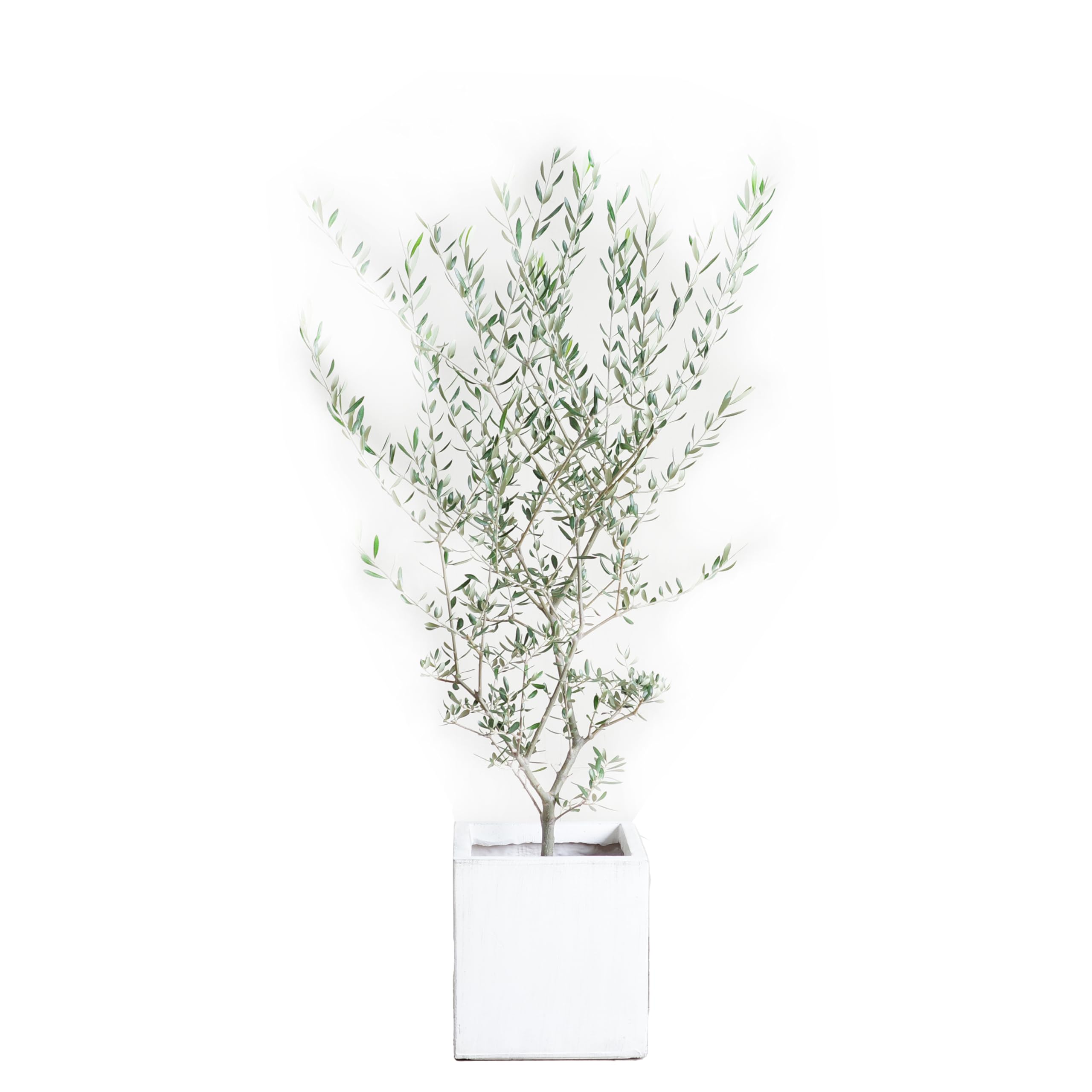 Amazon｜オリーブの木 ホワイトキューブ鉢植え 観葉植物 本物 庭木