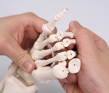 Amazon | 足の骨格模型，各骨は伸縮コードで連結 - 足の骨モデル，脛骨