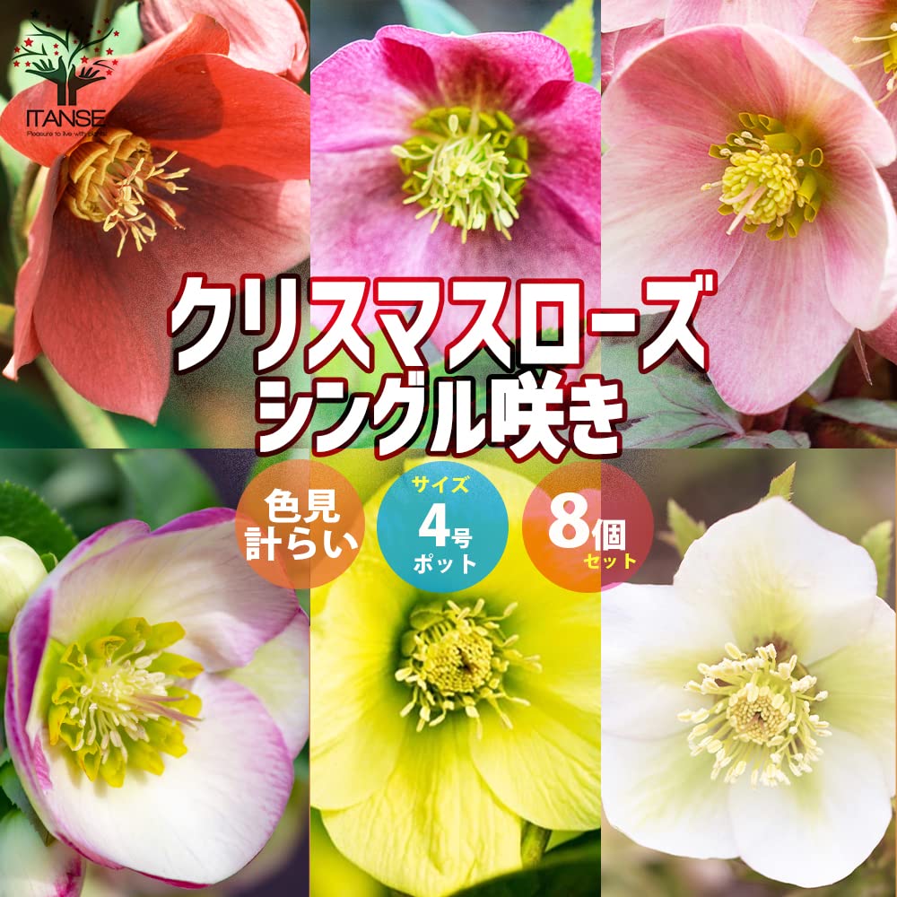 Zingo様専用 クリスマスローズ セット 【公式通販】