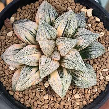 713RBIJOdPL._AC_UF350,