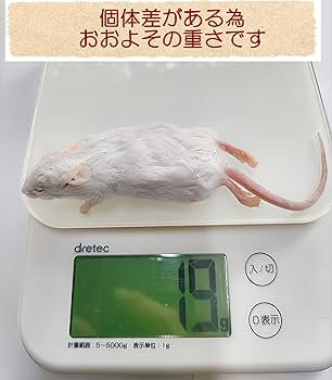 Amazon | 国産 冷凍マウス アダルト10匹 | しあわせをよぶふくろうの城