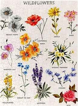 71+fuQYCIxL._AC_UF350,