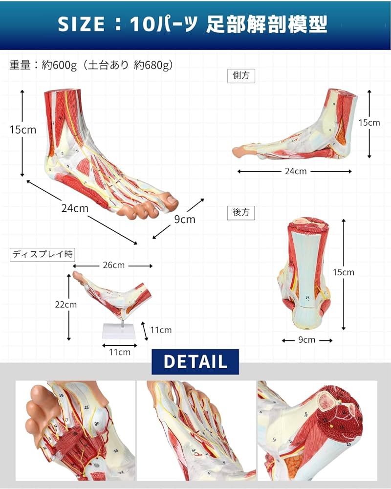 Amazon.co.jp: KIYOMARU 足部解剖模型 10パーツ 等身大 軟部組織付き