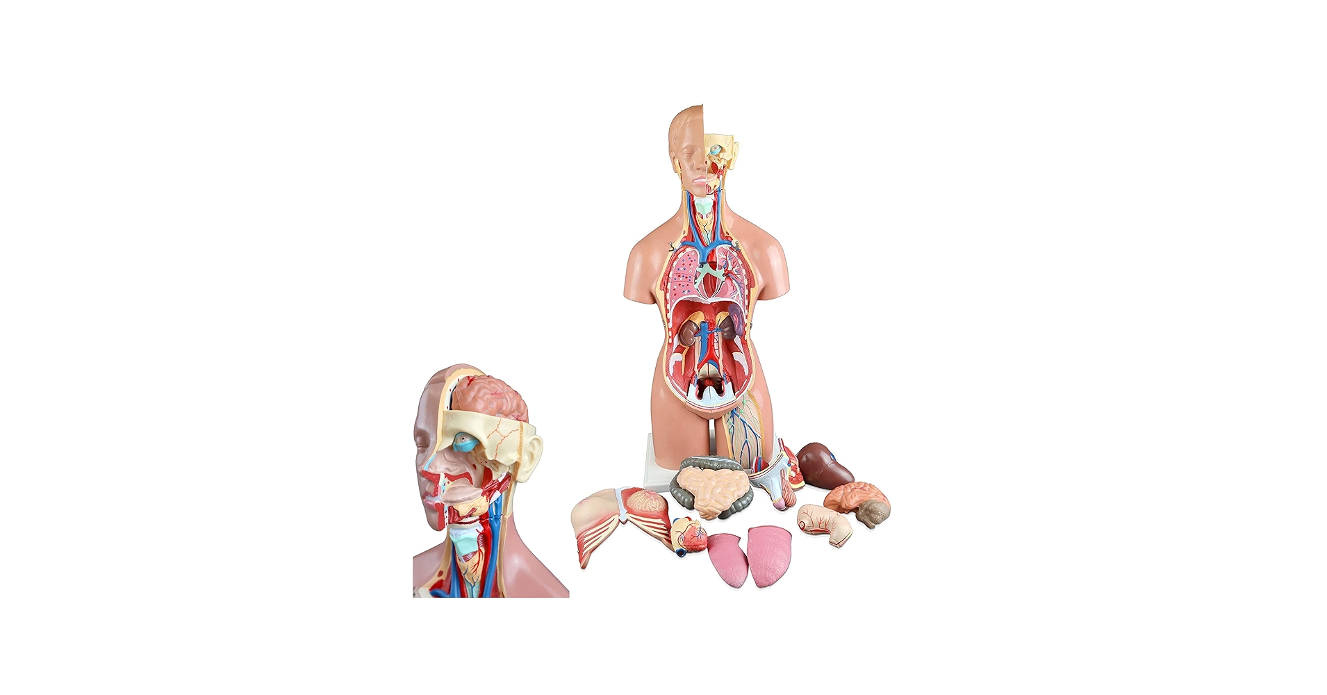 71vFXjH-4lL.jpg_BO30,255,255,