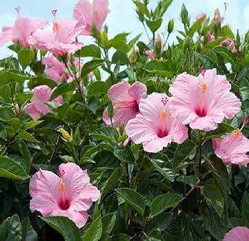 71vQTC-Xk1L._AC_UF350,