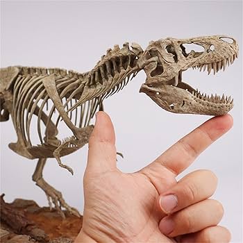 Amazon.co.jp: 菊石 1/18 サイズ ティラノサウルス 骨格 恐竜