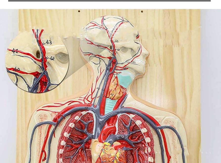 71wPMj4WRnL._AC_UF894,