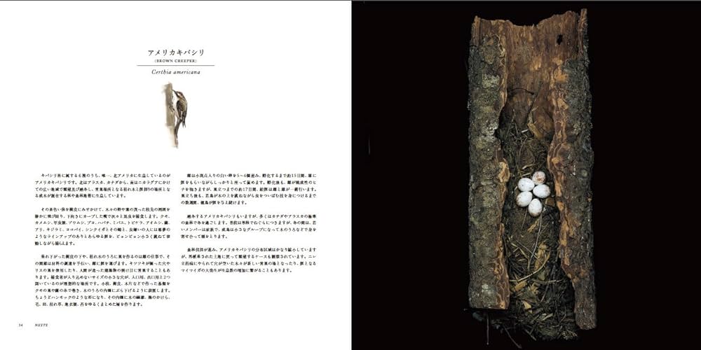 写真集 鳥の巣 50個の巣と、50種の鳥たち | シャーロン・ビールズ