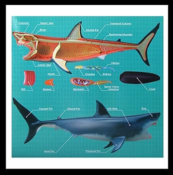 Amazon | BACALYSO | 4D VISION サメ リアル フィギュア 立体パズル