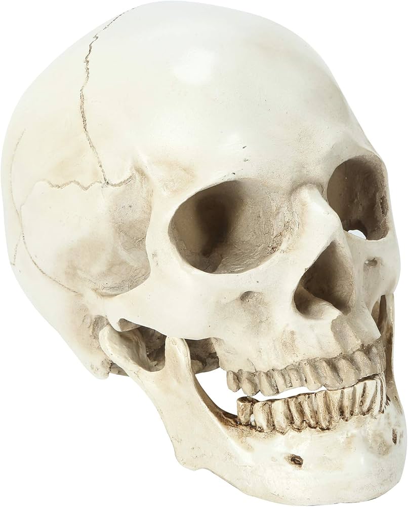 Amazon | EnergyPower 実物大 頭蓋骨 レプリカ あごが動く可動式 骸骨