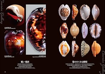 日本と世界のタカラガイ: 自然が生み出す驚きの造形美 (ネイチャー
