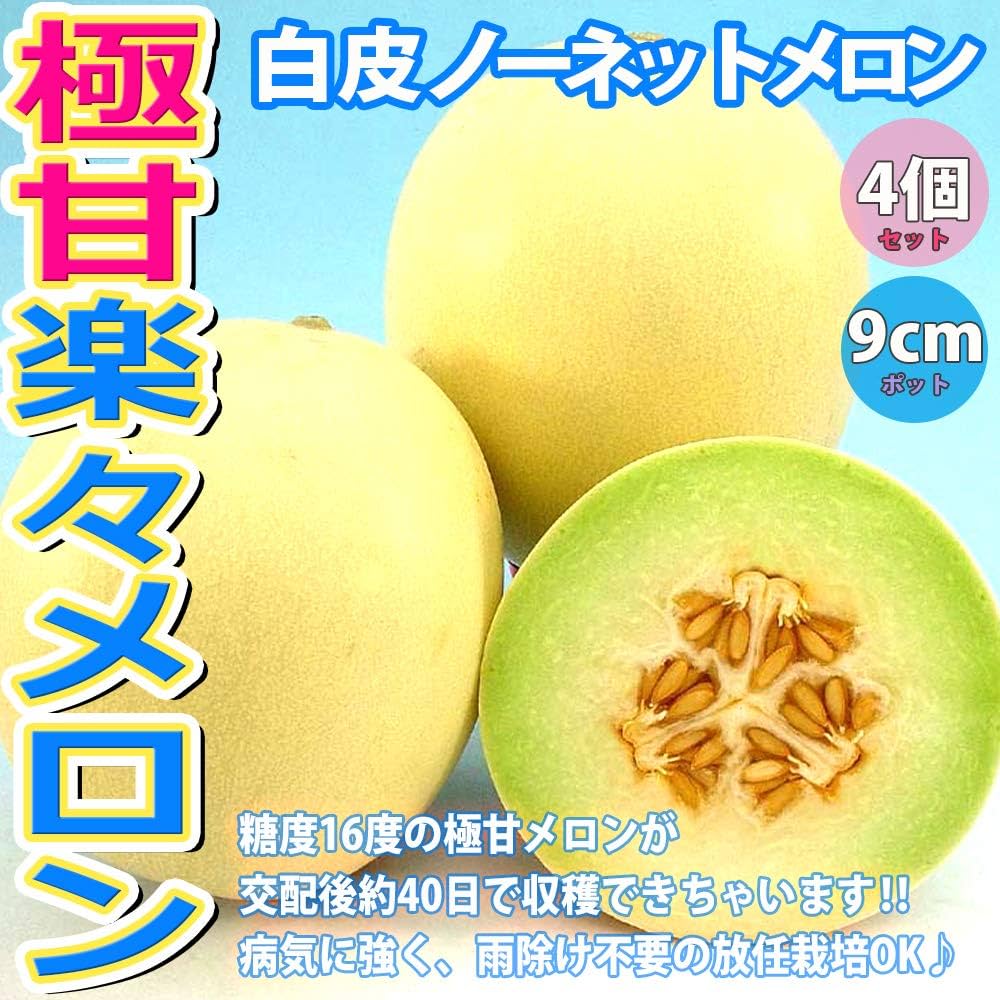Amazon.co.jp: ITANSE 極甘らくらくメロンの苗【野菜苗 3号 自