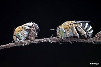 Amazon.com : TTArtisan 40mm F2.8 APS-C Macro Lens 1:1