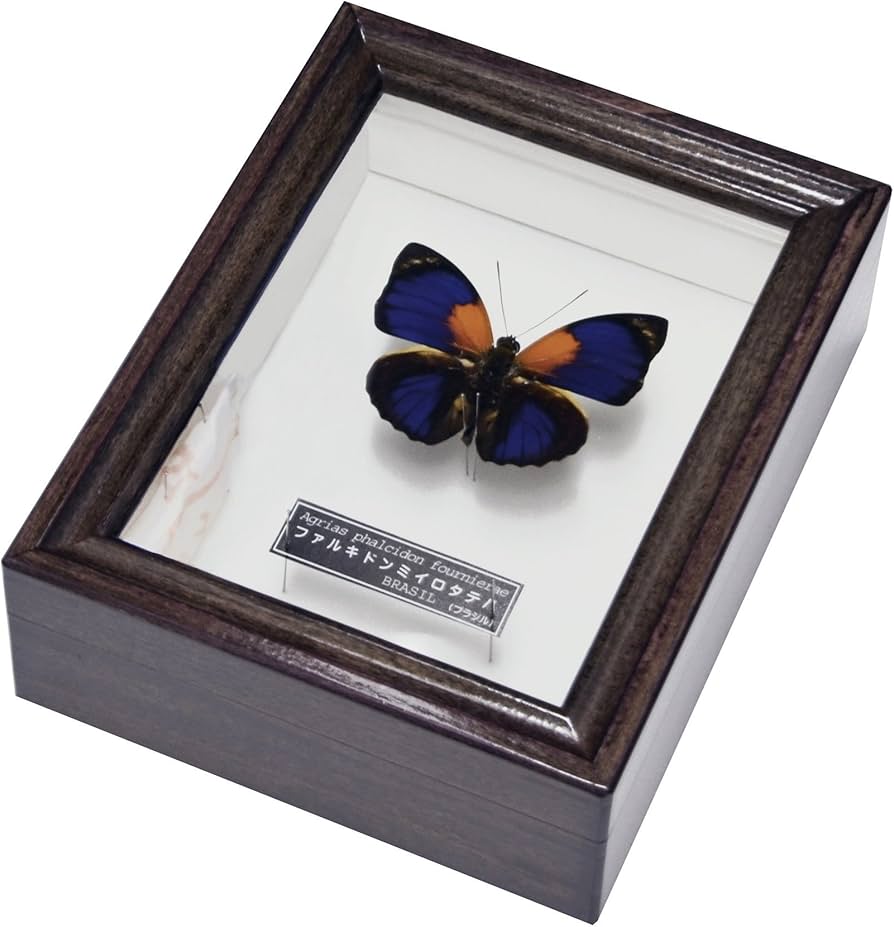 Amazon | コレクターに ミイロタテハ 名和昆虫博物館企画・製作 ファル