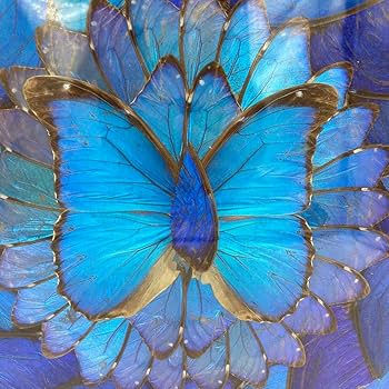 Amazon.co.jp: レア モルフォ蝶 アート 標本 芸術 コレクション 海外