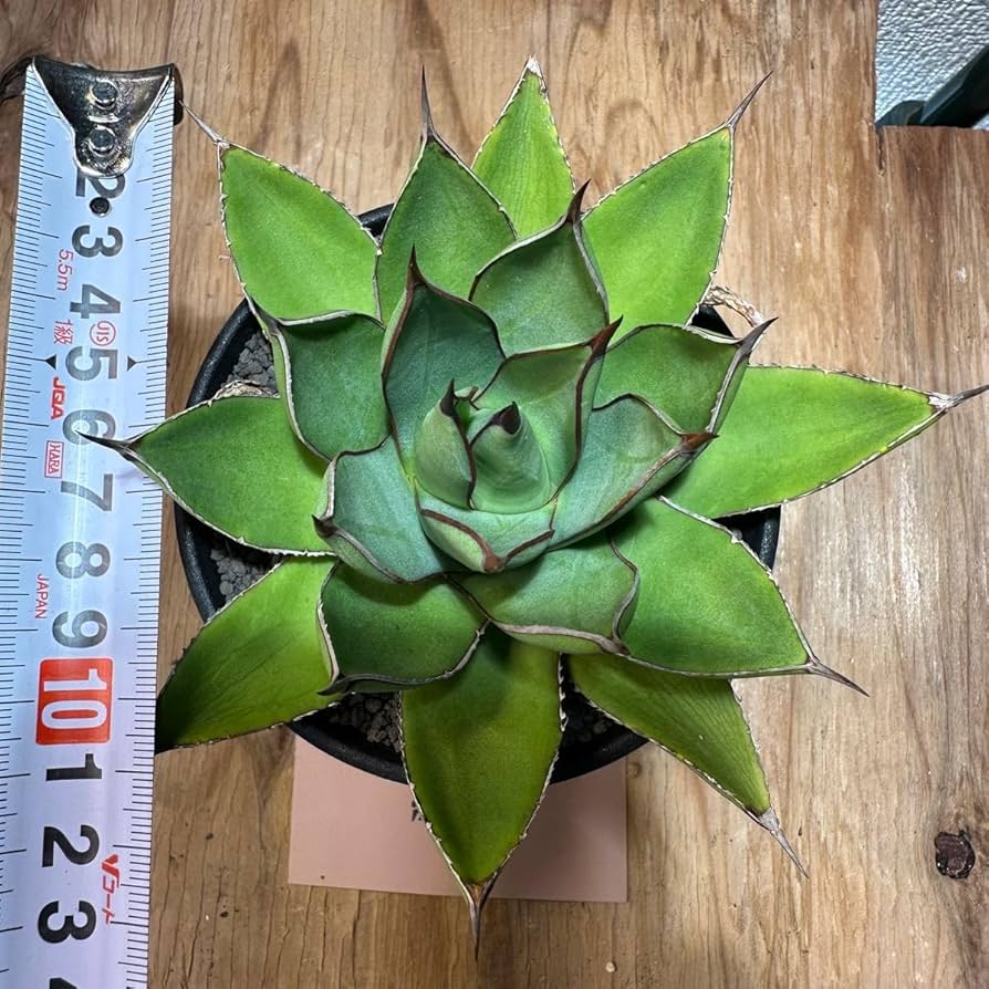 Amazon.co.jp: 極美 土田 制所 ハイブリッドアガベ 笹の雪