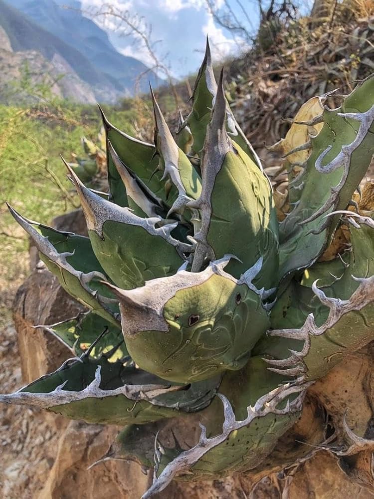 PLANTIST M 様 700粒+ アガベ オテロイ種 PLANTIST M 様 700粒+ アガベ