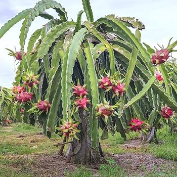 Amazon.co.jp: ITANSE ドラゴンフルーツ 白肉【果樹苗 10.5cm