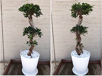 Amazon.co.jp: ガジュマル エイト 8の字仕立て 8号サイズ 多幸の木