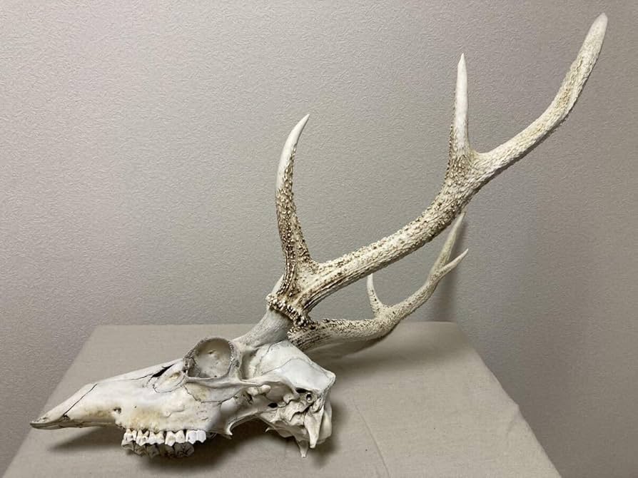 Amazon | シカの角鹿の角頭蓋骨付雄鹿ニホンジカハンティング