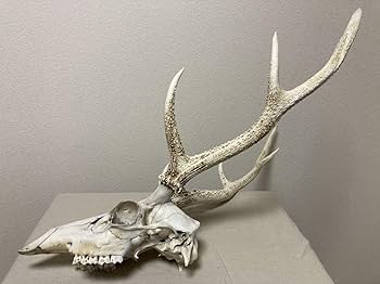 Amazon | シカの角鹿の角頭蓋骨付雄鹿ニホンジカハンティング