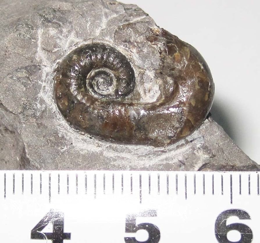 Amazon.co.jp: 日本の化石 北海道小平町の異常巻きアンモナイト