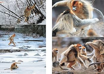 世界の動物遺産 世界編・日本編 | 岩合 光昭 |本 | 通販 | Amazon
