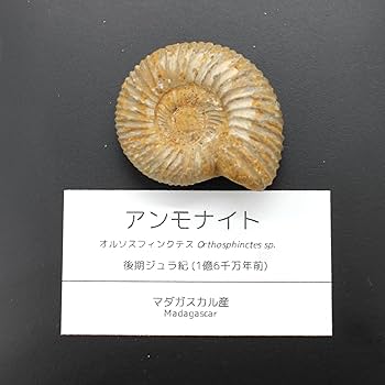 アンモナイト化石 12.0㎝(296) 楽天市場】【送料無料】【アンモナイト
